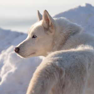 husky na snehu